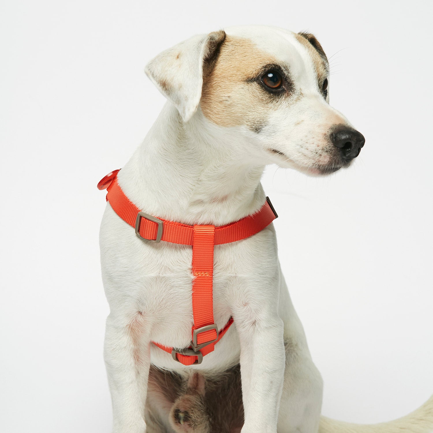 The Painters Wife Harness THE GOOD DOGG LTD